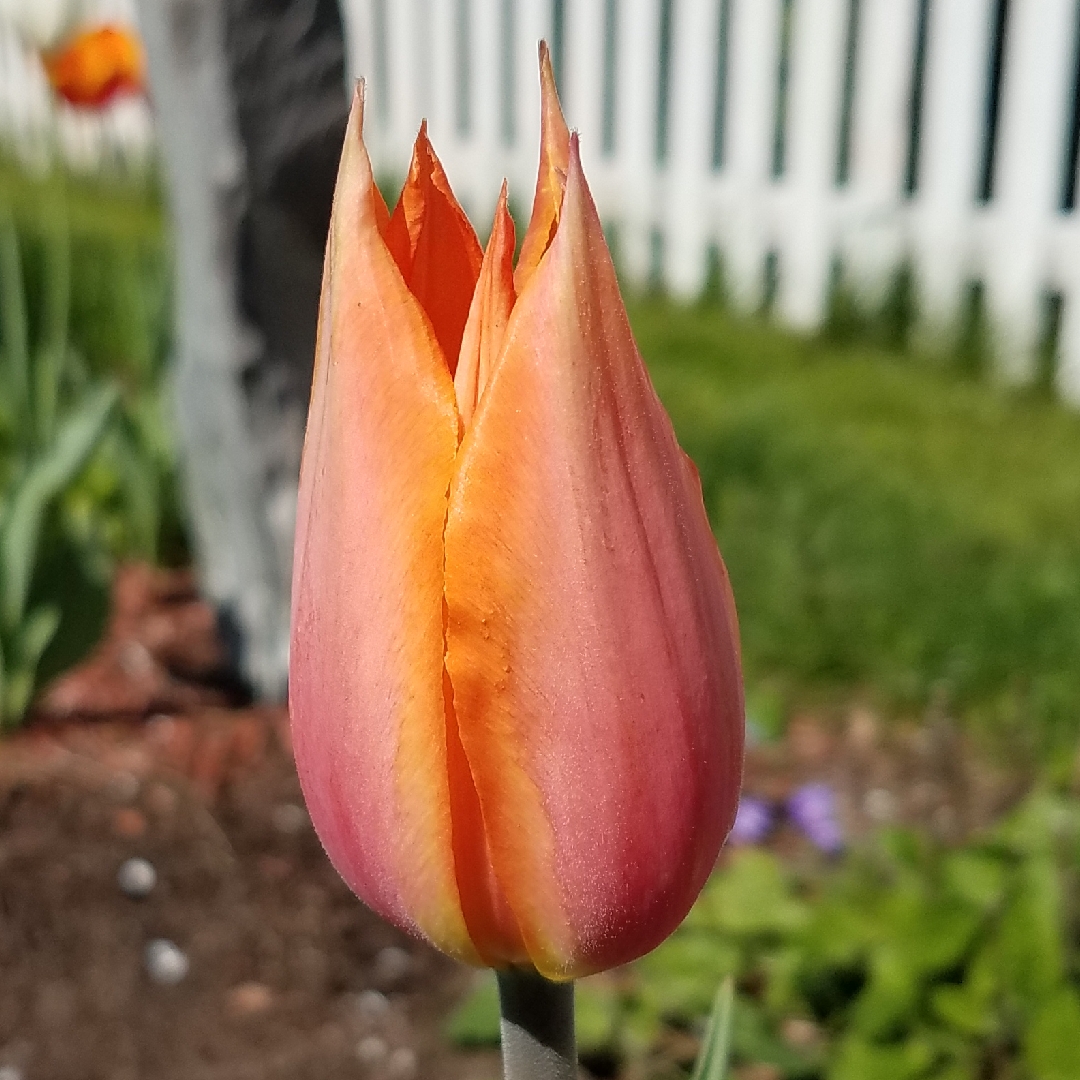 Tulipa Perestroyka in the GardenTags plant encyclopedia Tulip Perestroyka (Single Late) in the GardenTags plant encyclopedia