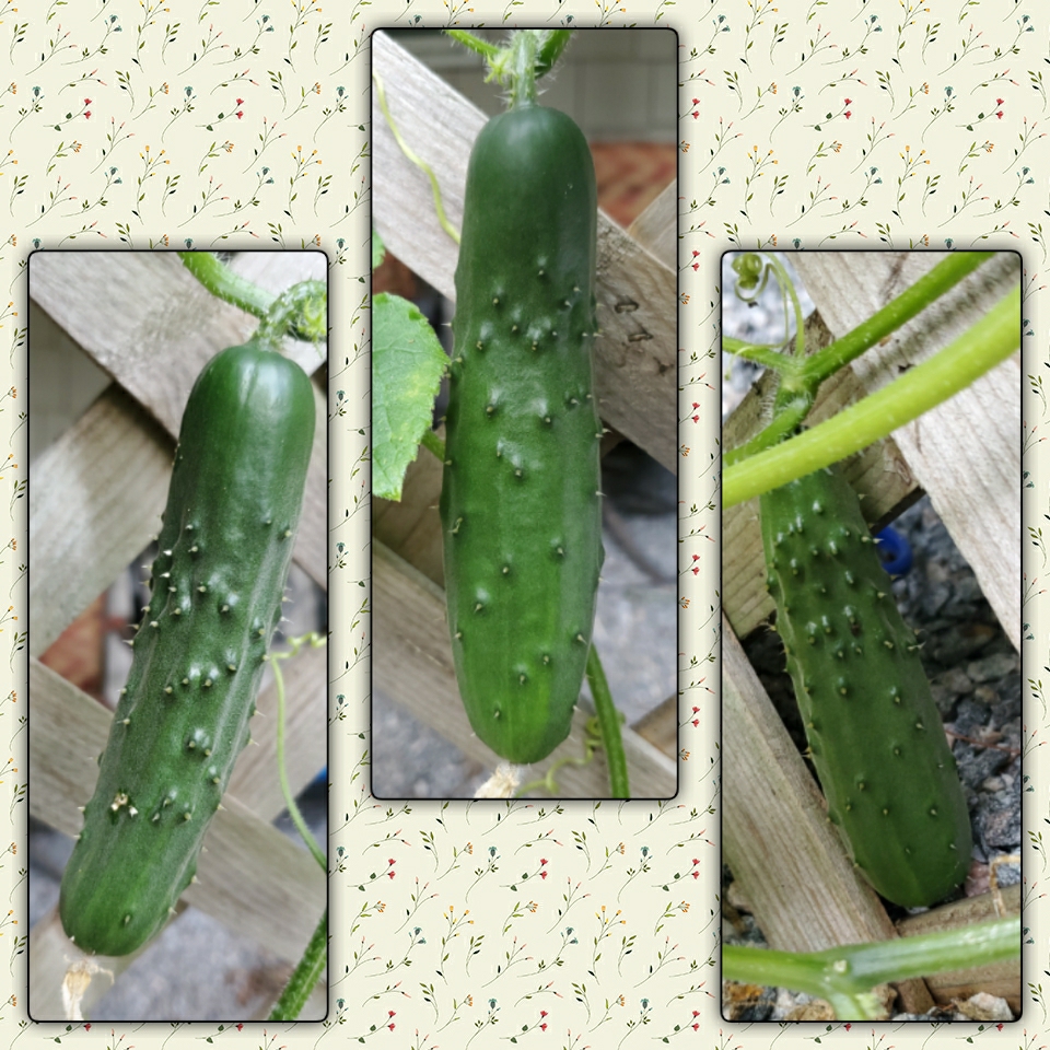 Cucumis sativus Straight Eight in the GardenTags plant encyclopedia Cucumber Straight Eight in the GardenTags plant encyclopedia