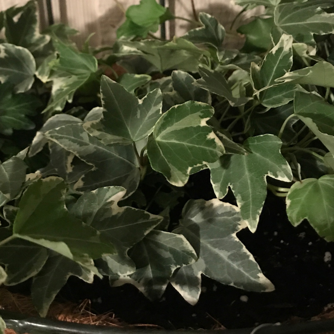 Hedera helix Adam in the GardenTags plant encyclopedia Mini Adam Ivy in the GardenTags plant encyclopedia