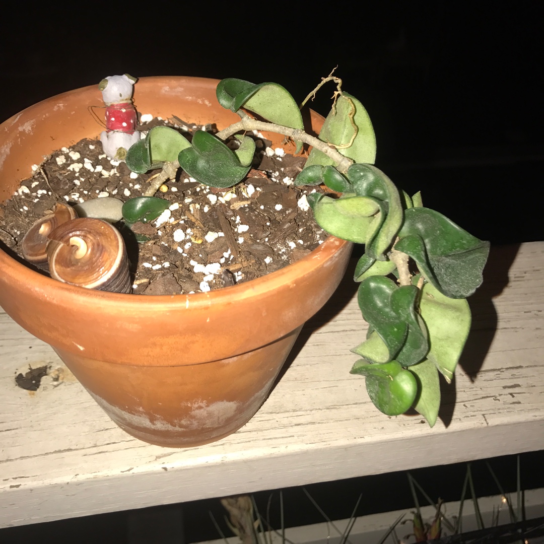 Hoya carnosa Compacta in the GardenTags plant encyclopedia Hindu Rope Plant, Indian Rope plant in the GardenTags plant encyclopedia