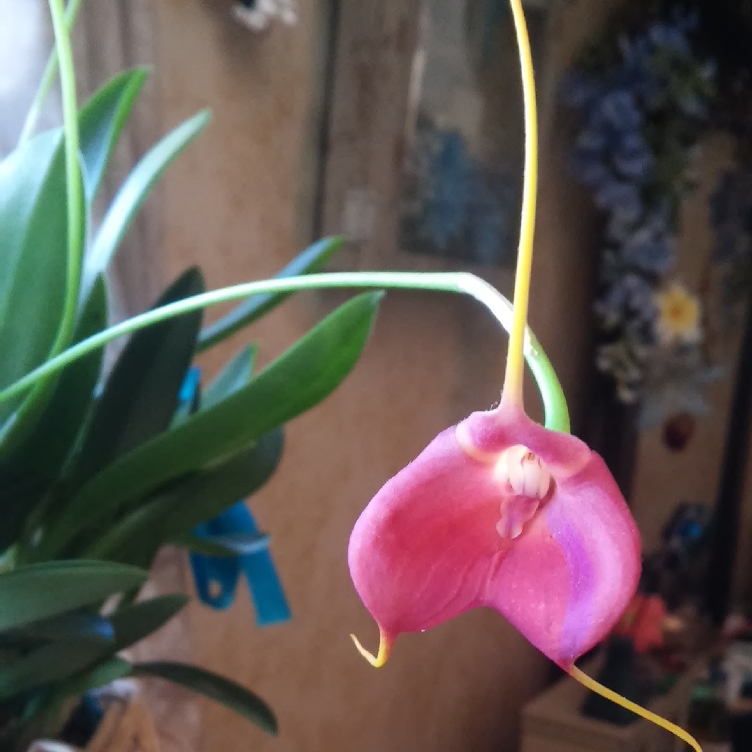 Masdevallia Infracta x coccinea Redwing in the GardenTags plant encyclopedia Masdevallia Redwing in the GardenTags plant encyclopedia