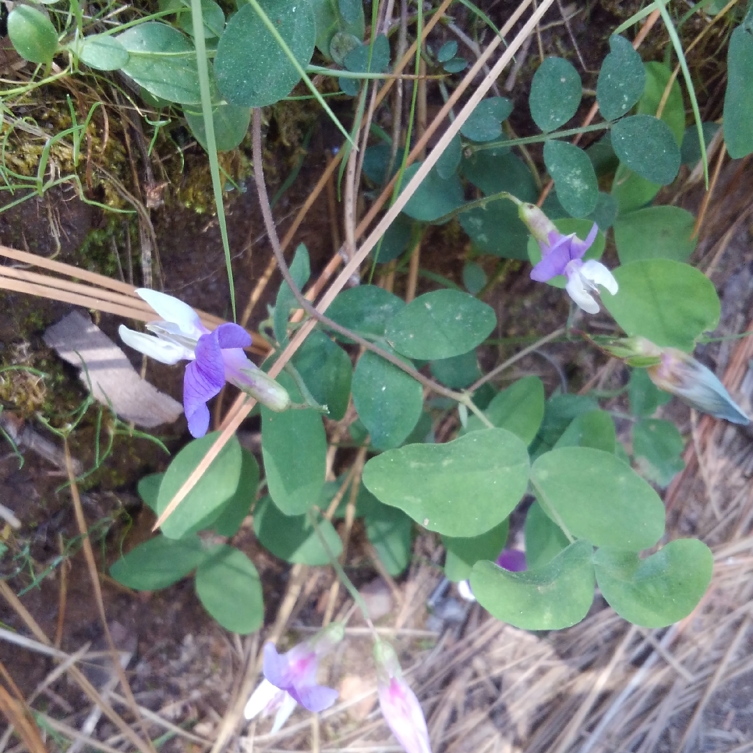 Lathyrus nevadensis in the GardenTags plant encyclopedia Sierra Pea in the GardenTags plant encyclopedia