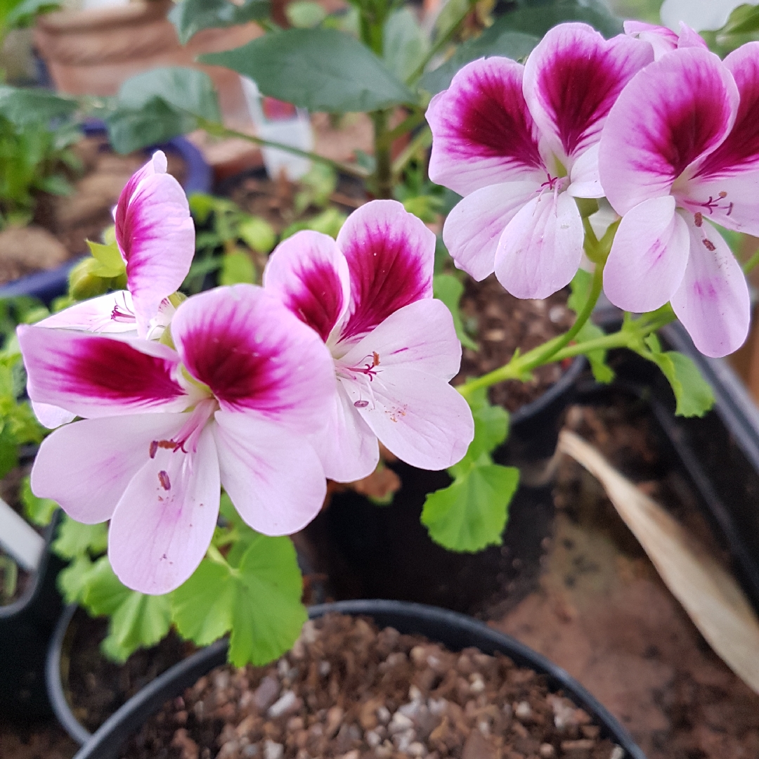 Pelargonium April Showers in the GardenTags plant encyclopedia Pelargonium April Showers (Angel) in the GardenTags plant encyclopedia
