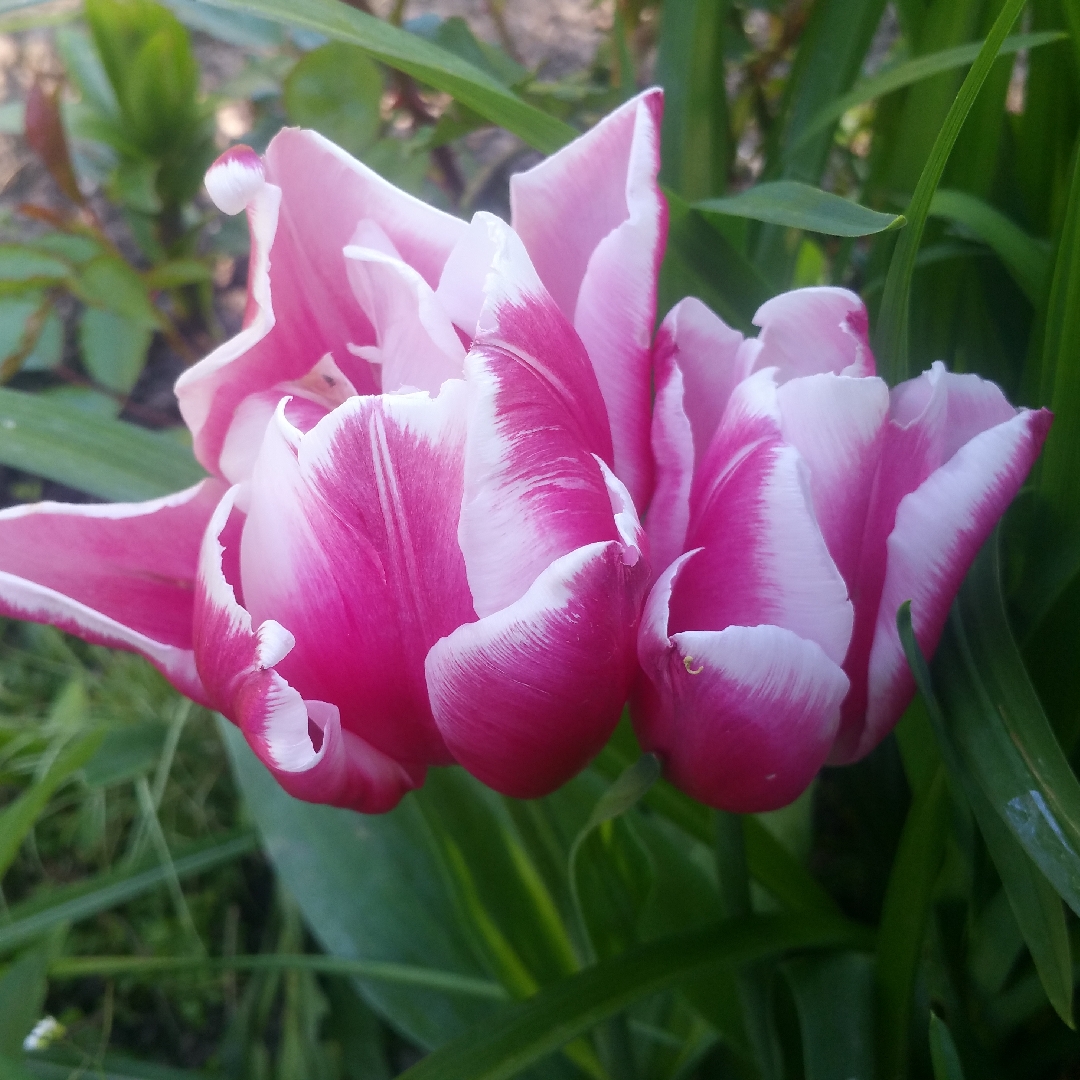 Tulipa Toplips in the GardenTags plant encyclopedia Tulip Toplips (Double Late) in the GardenTags plant encyclopedia