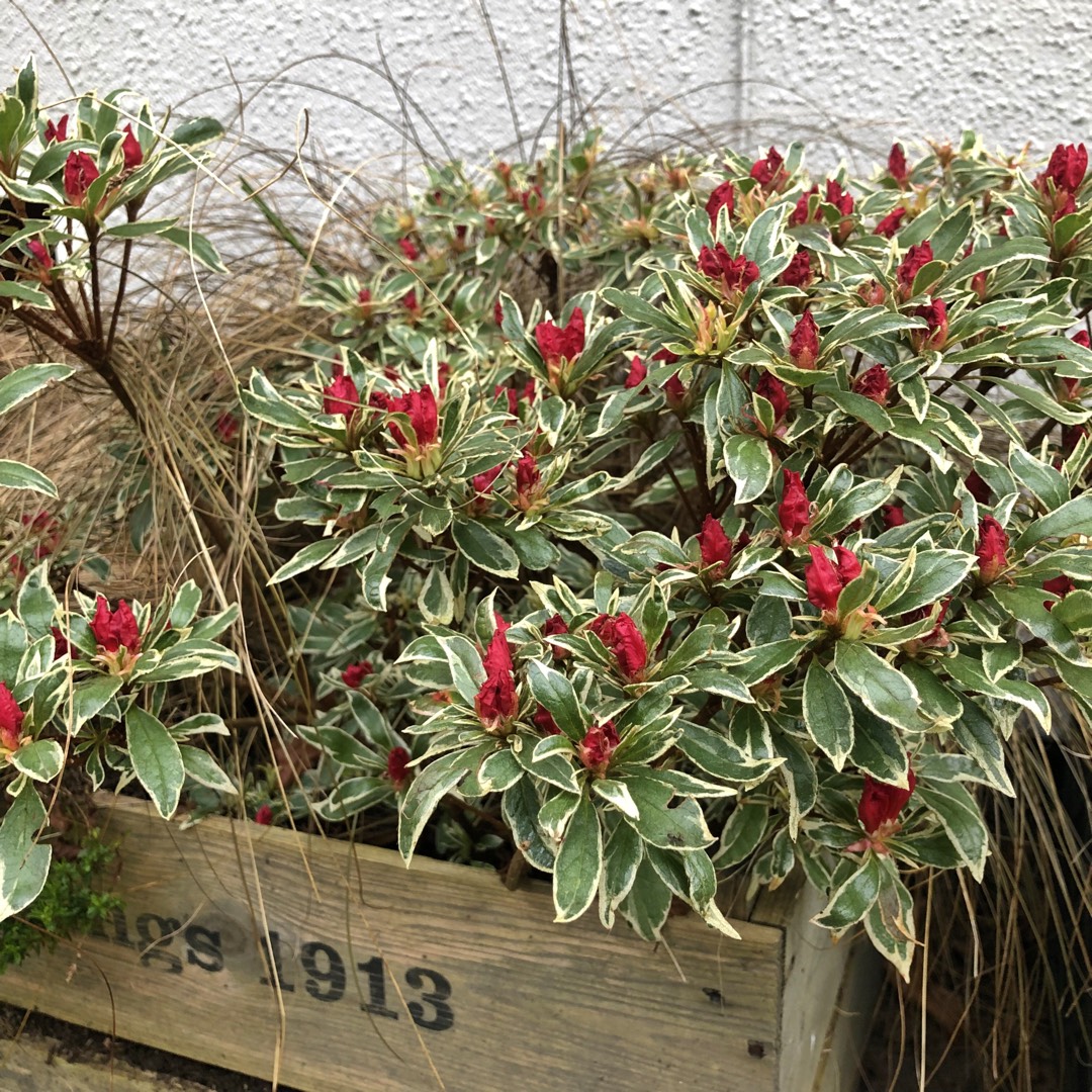 Rhododendron Girards Hot Shot Variegated in the GardenTags plant encyclopedia Azalea Girards Hot Shot in the GardenTags plant encyclopedia