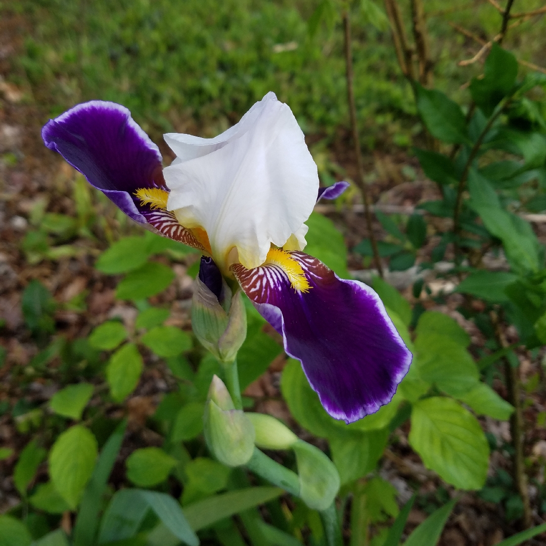 Iris x germanica Wabash in the GardenTags plant encyclopedia Bearded Iris Wabash (Tall) in the GardenTags plant encyclopedia