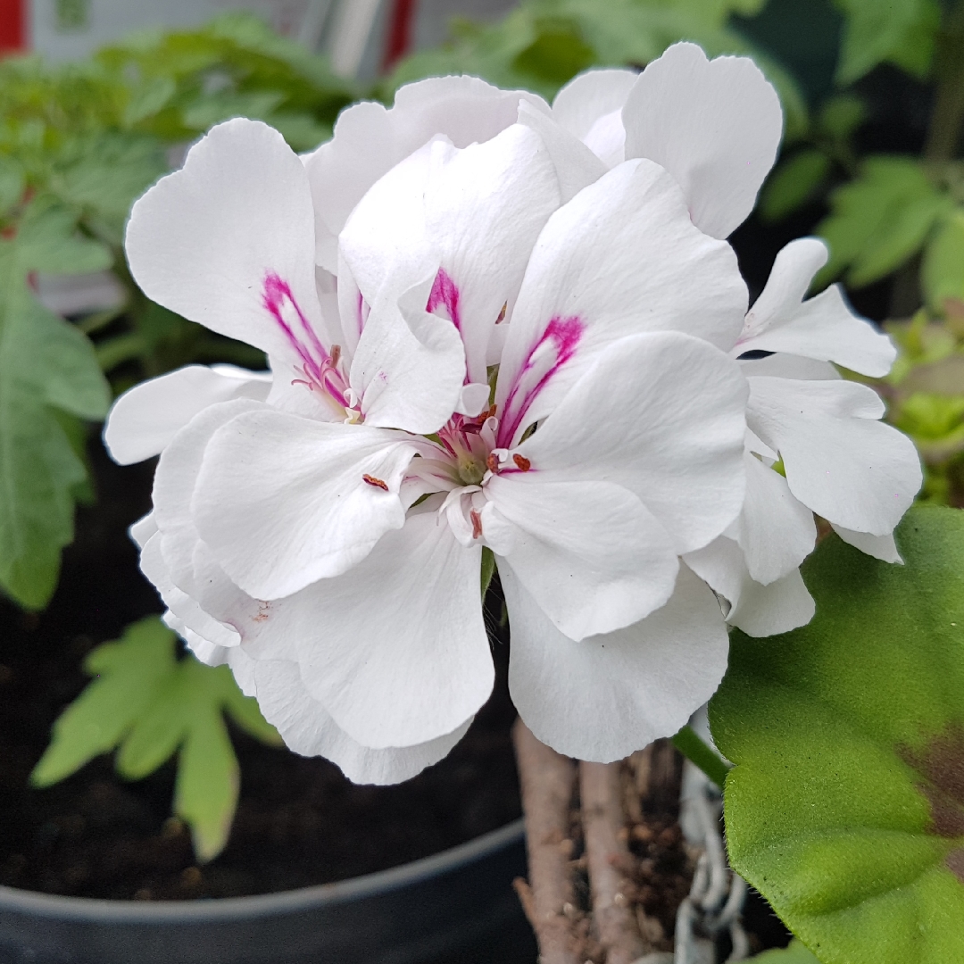 Pelargonium Toscana Sunflair Eva (Toscana Sunflair Series) in the GardenTags plant encyclopedia Pelargonium Toscana Sunflair Eva (Ivy Leaved) in the GardenTags plant encyclopedia