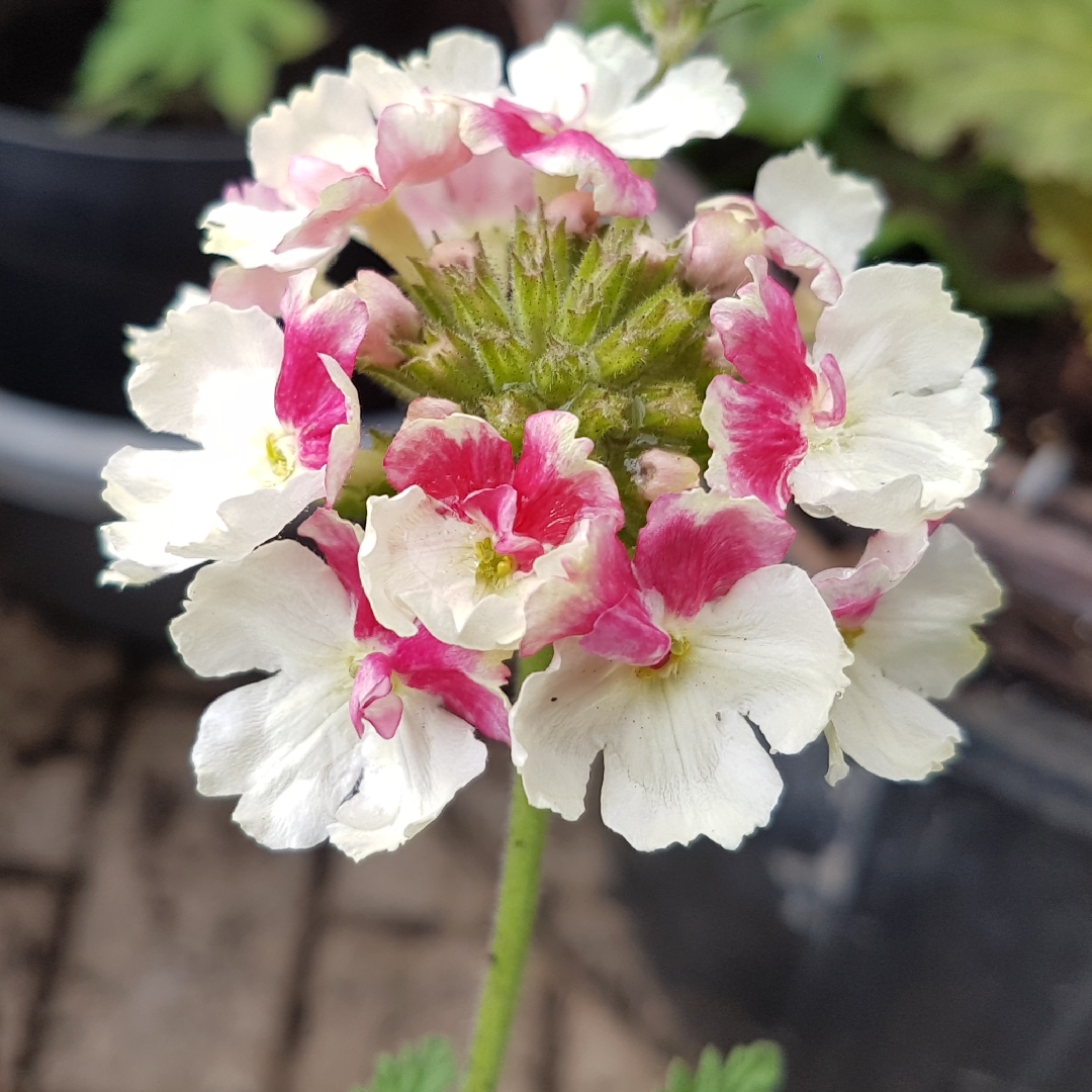 Verbena Vintage Rose in the GardenTags plant encyclopedia Verbena Vintage Rose in the GardenTags plant encyclopedia