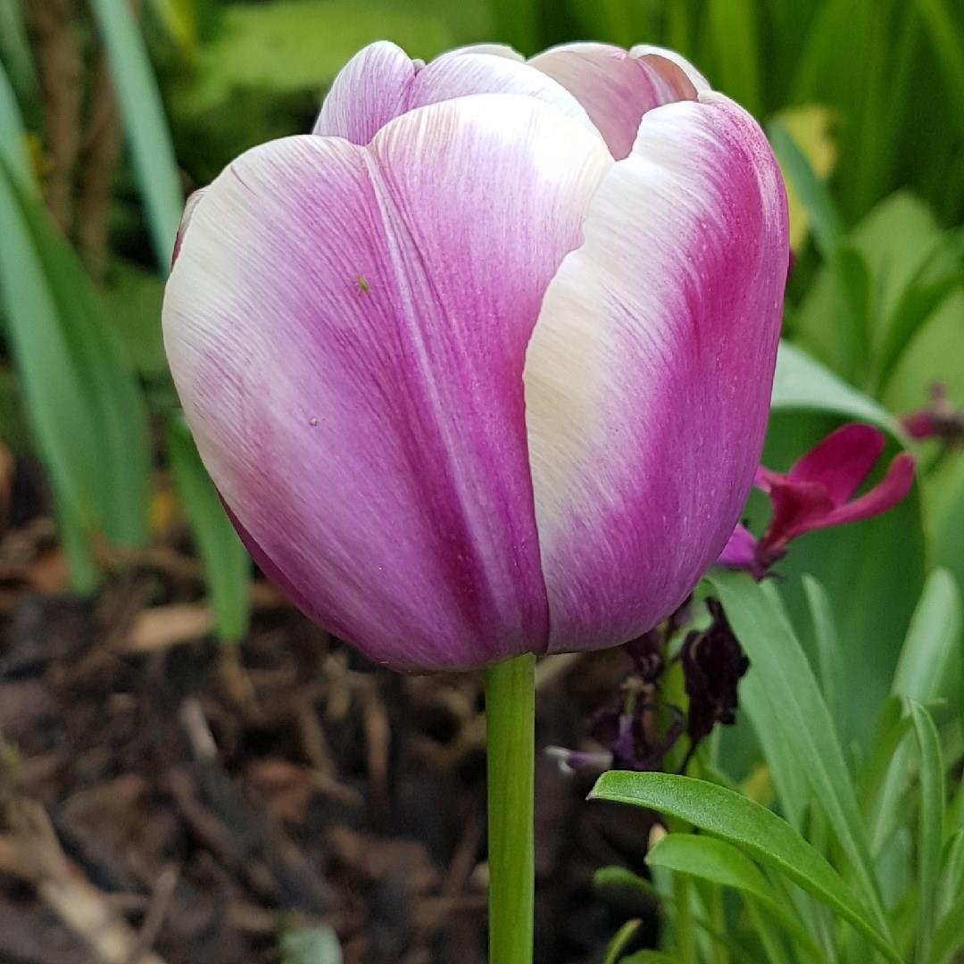 Tulipa Arabian Beauty in the GardenTags plant encyclopedia Tulip Arabian Beauty (Triumph) in the GardenTags plant encyclopedia