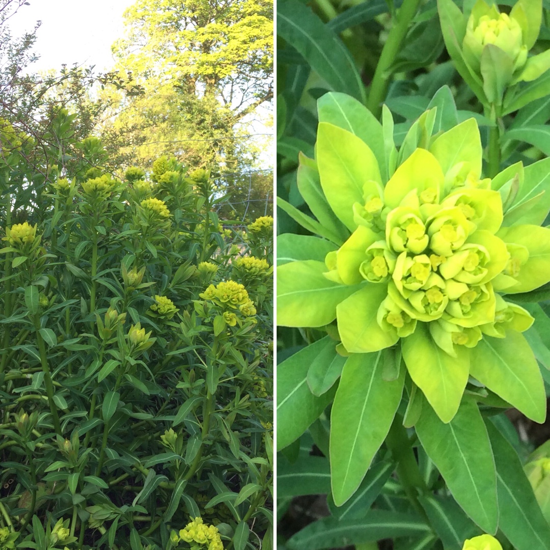Euphorbia schillingii in the GardenTags plant encyclopedia Schilling Spurge in the GardenTags plant encyclopedia