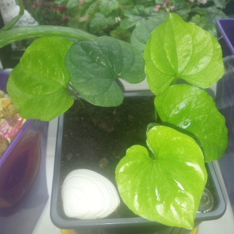 Dioscorea oppisitifolia in the GardenTags plant encyclopedia Cinnamon Vine in the GardenTags plant encyclopedia