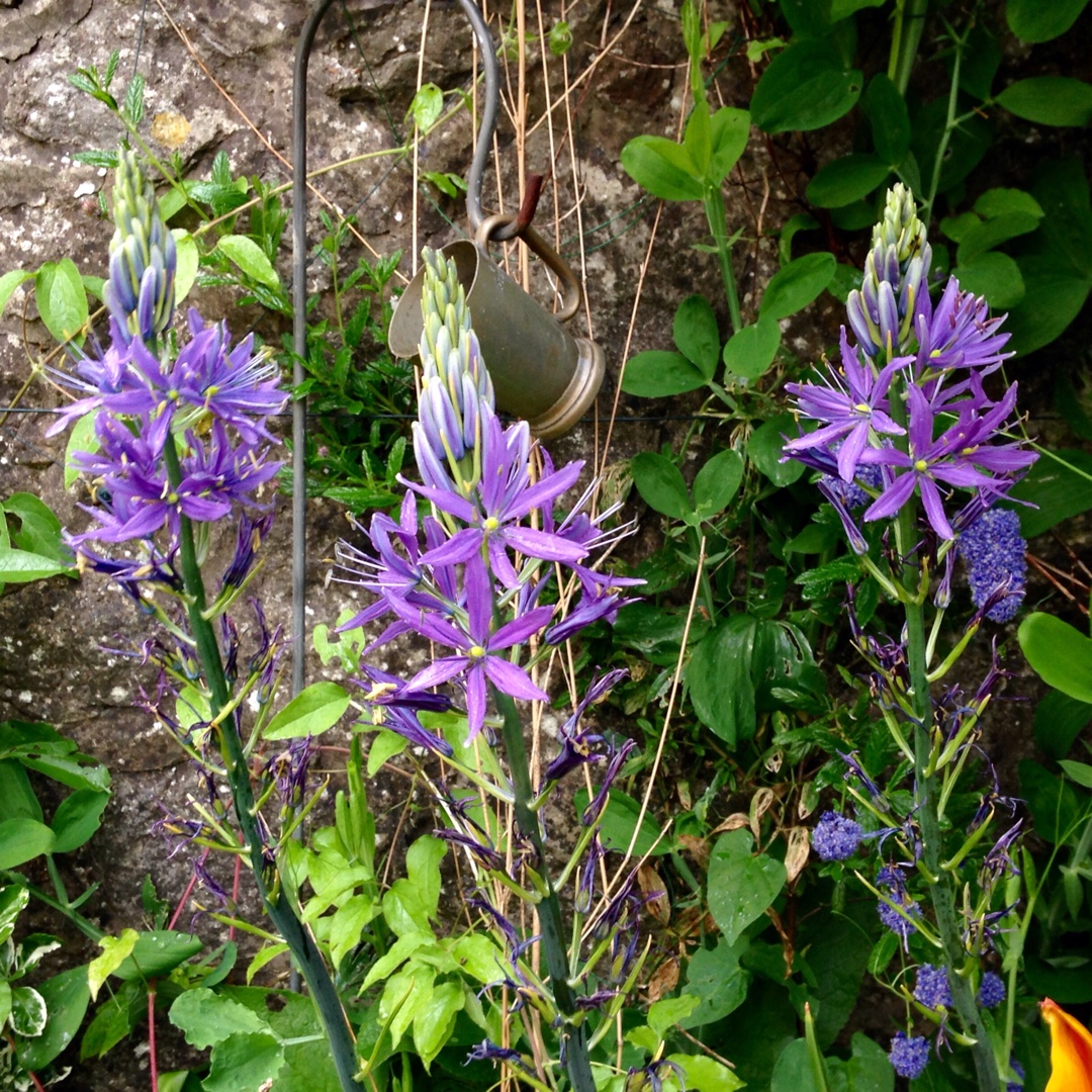 Camassia leichtlinii subsp. suksdorfii Blauwe Donau syn. Camassia leichtlinii Blue Danube in the GardenTags plant encyclopedia Camassia Blue Danube in the GardenTags plant encyclopedia