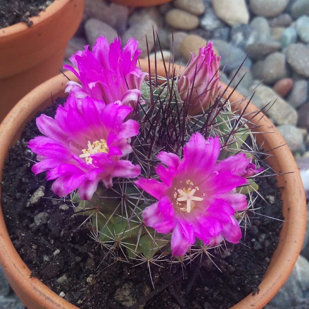 Mammillaria melanocentra subsp. rubrograndis in the GardenTags plant encyclopedia Mammillaria rubrograndis in the GardenTags plant encyclopedia