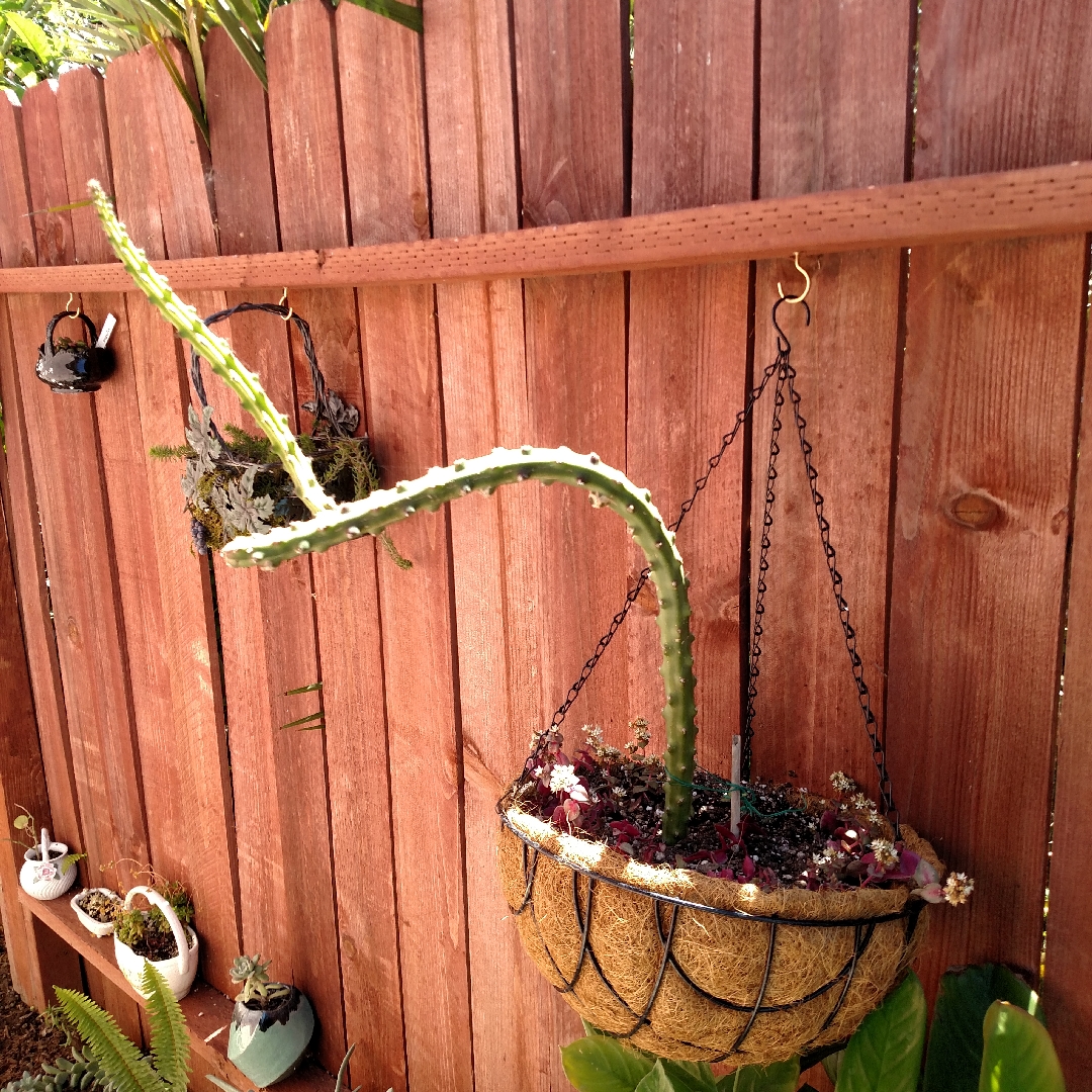 Princess Of The Night in the GardenTags plant encyclopedia