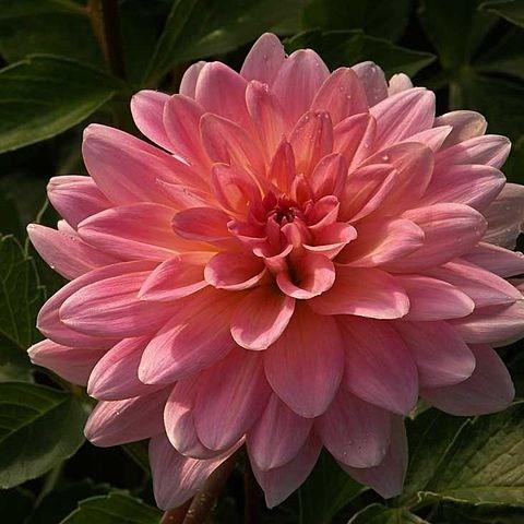 Dahlia Twiggy in the GardenTags plant encyclopedia Dahlia Twiggy (Waterlily) in the GardenTags plant encyclopedia