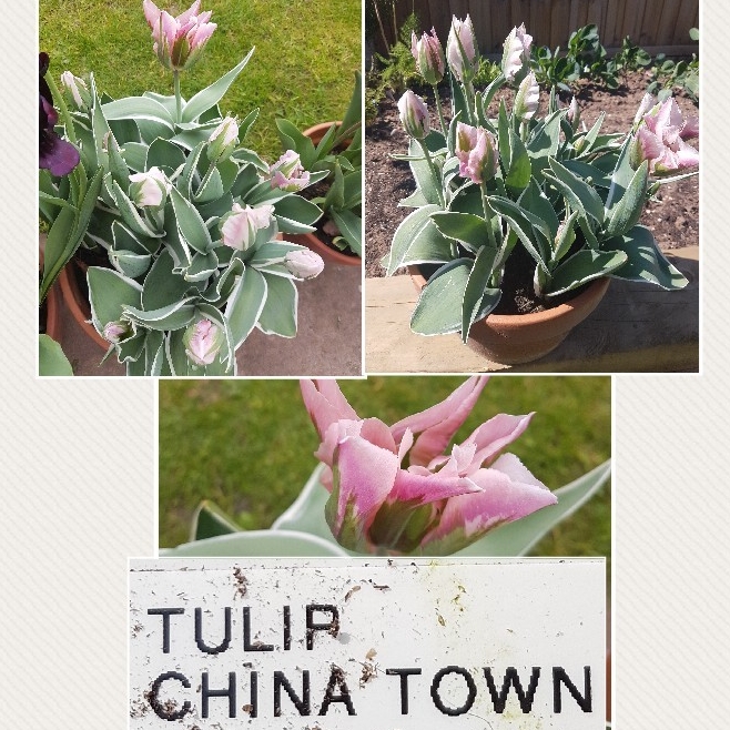 Tulipa China Town in the GardenTags plant encyclopedia Tulip China Town (Viridiflora) in the GardenTags plant encyclopedia