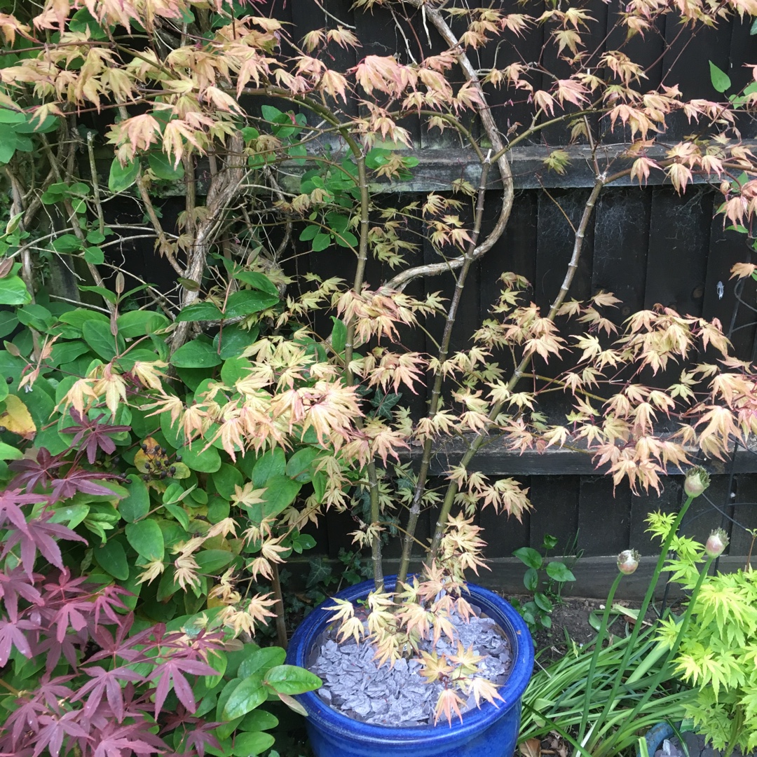 Acer Palmatum Sawa Chidori in the GardenTags plant encyclopedia Japanese Maple Sawa Chidori in the GardenTags plant encyclopedia