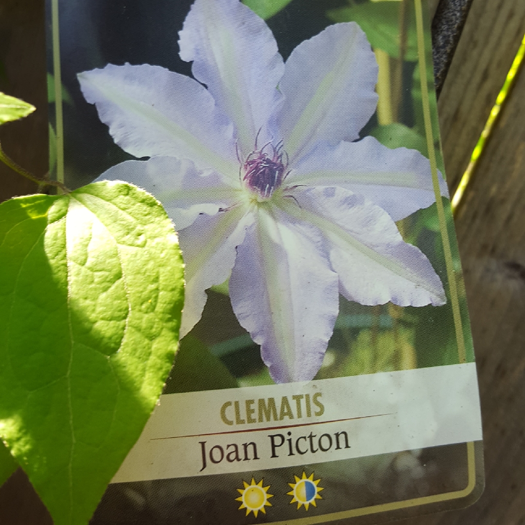 Clematis Joan Picton in the GardenTags plant encyclopedia Clematis Joan Picton in the GardenTags plant encyclopedia