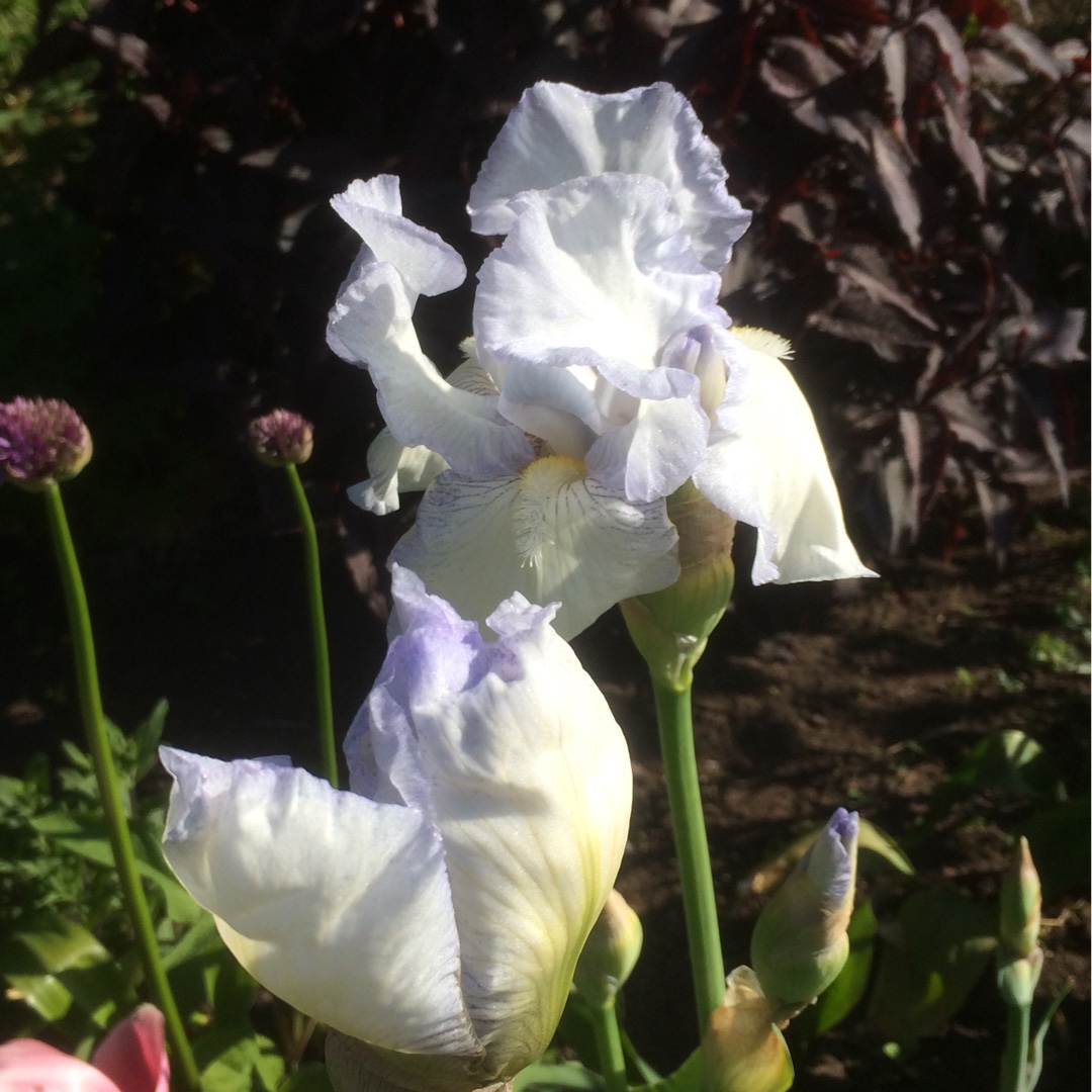 Iris x germanica Above The Clouds in the GardenTags plant encyclopedia Bearded Iris Above The Clouds (Tall) in the GardenTags plant encyclopedia