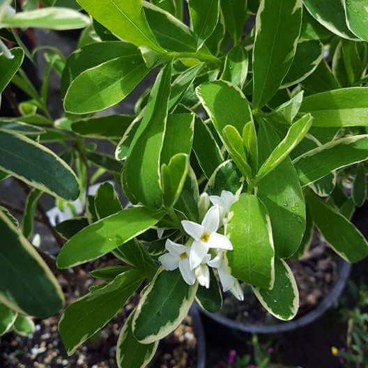 Daphne x transatlantica Summer Ice in the GardenTags plant encyclopedia Daphne Summer Ice in the GardenTags plant encyclopedia