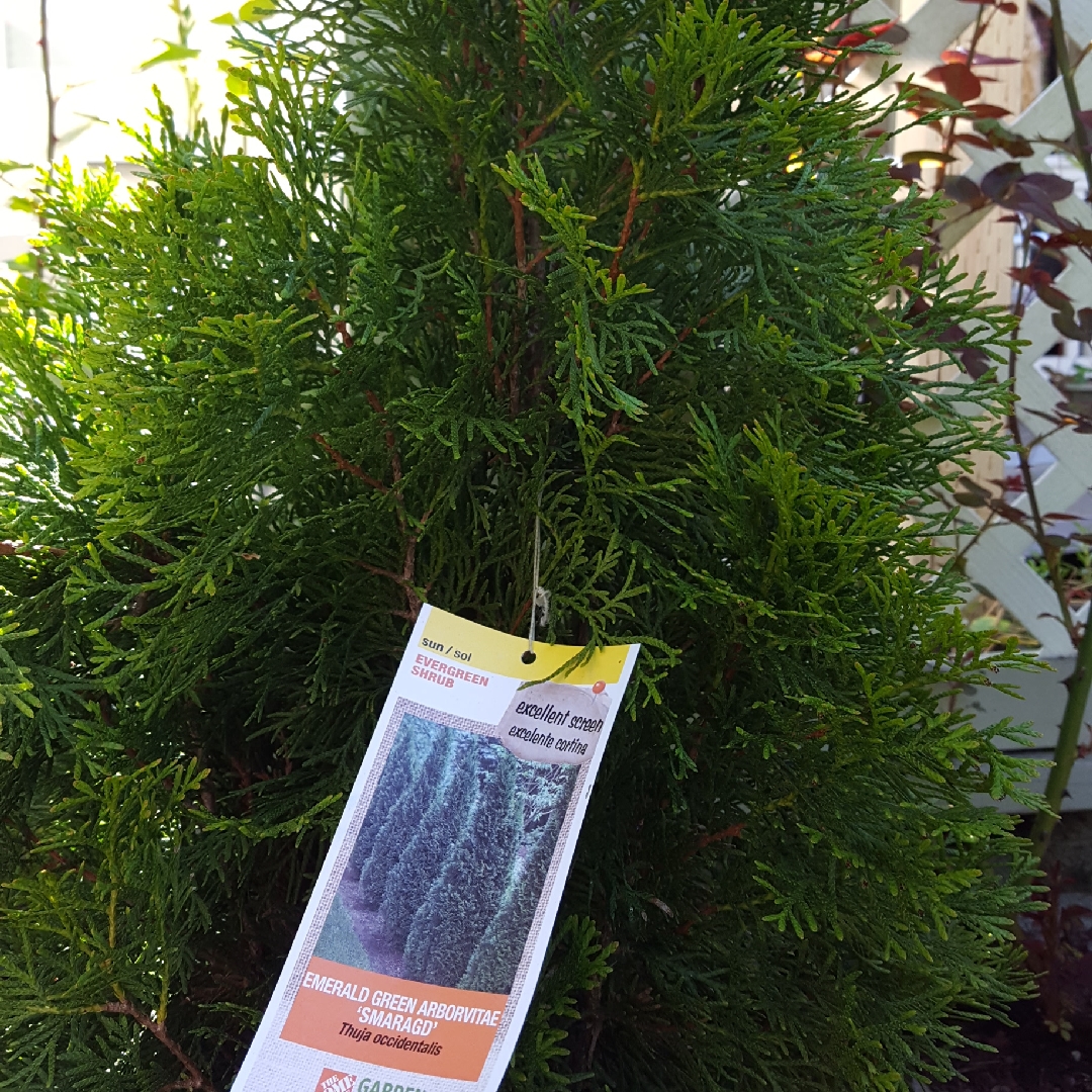 Thuja occidentalis Smaragd in the GardenTags plant encyclopedia White Cedar Smaragd in the GardenTags plant encyclopedia
