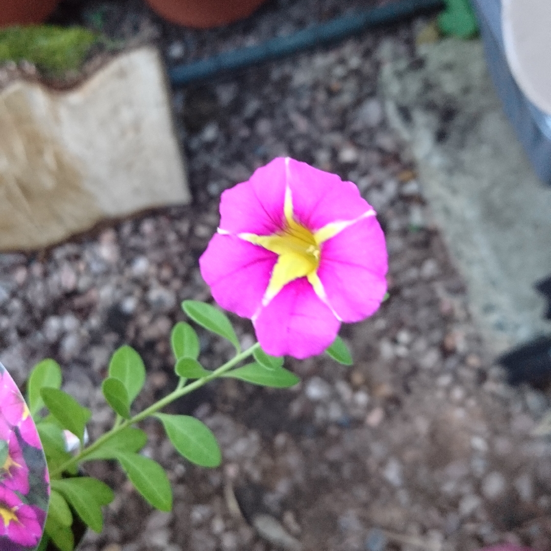 Calibrachoa Starlight Pink in the GardenTags plant encyclopedia Million Bells Starlight Pink in the GardenTags plant encyclopedia