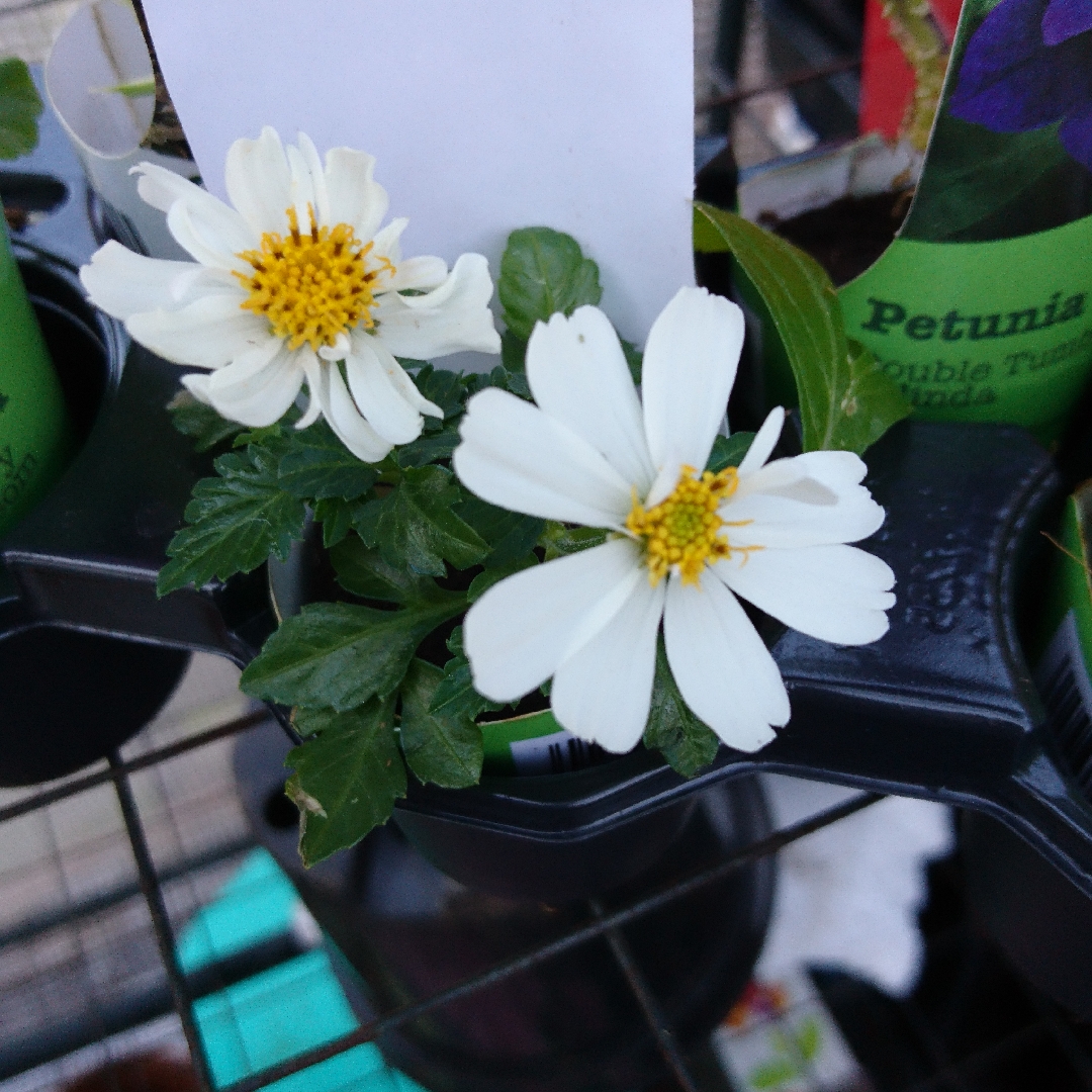Bidens Moonlight in the GardenTags plant encyclopedia Beggarticks Moonlight in the GardenTags plant encyclopedia