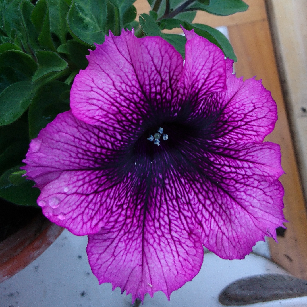 Petunia Designer Royal Heart in the GardenTags plant encyclopedia Petunia Designer Royal Heart in the GardenTags plant encyclopedia