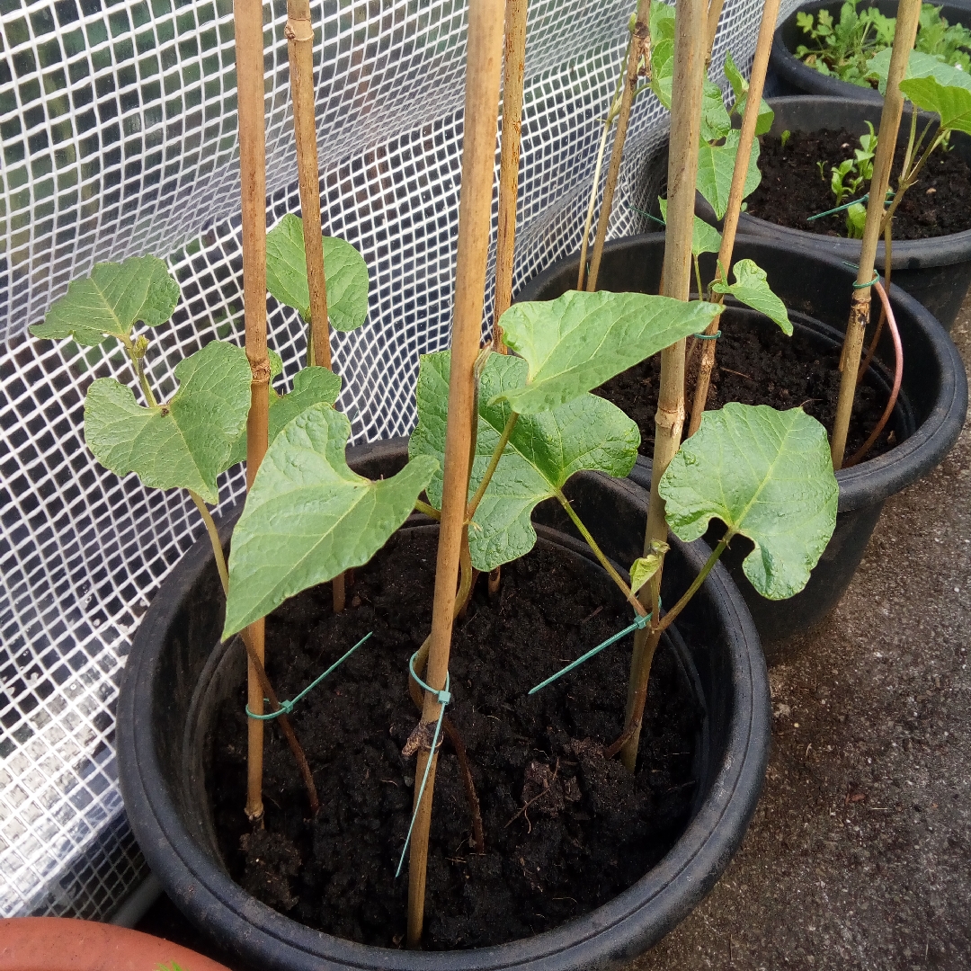 Phaseolus coccineus Streamline in the GardenTags plant encyclopedia Runner Bean Streamline in the GardenTags plant encyclopedia