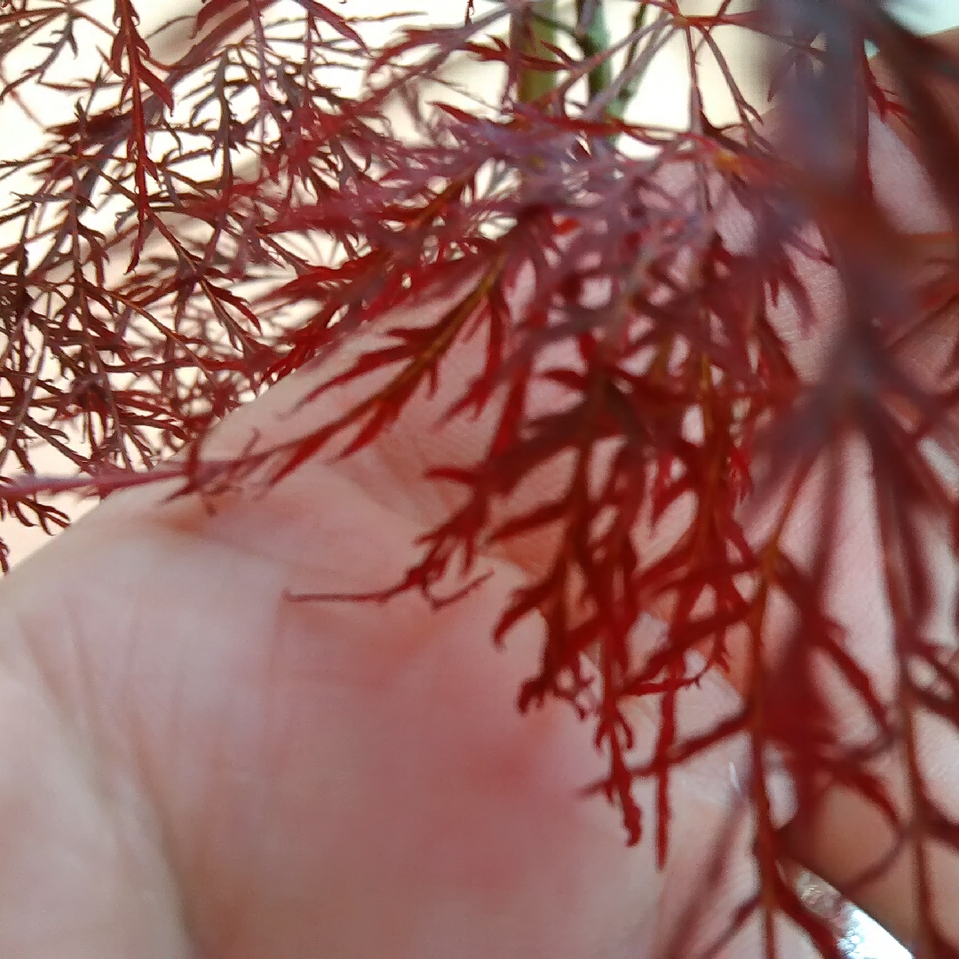 Acer Palmatum Red Feather in the GardenTags plant encyclopedia Japanese Maple Red Feather in the GardenTags plant encyclopedia