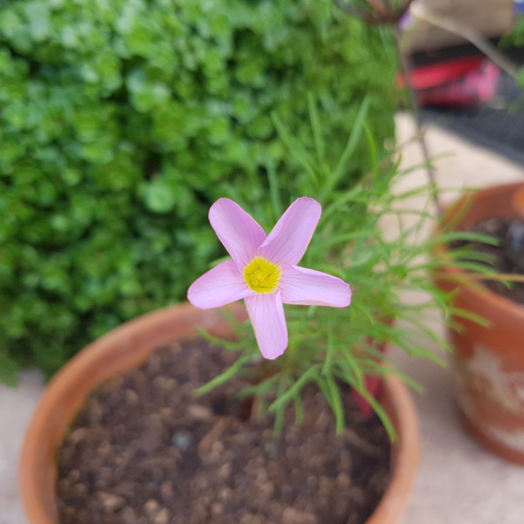 Oxalis polyphylla in the GardenTags plant encyclopedia Narrow-leaved Sorrel in the GardenTags plant encyclopedia