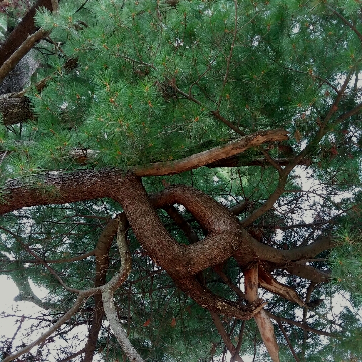 EASTERN WHITE PINE - PINUS STROBUS