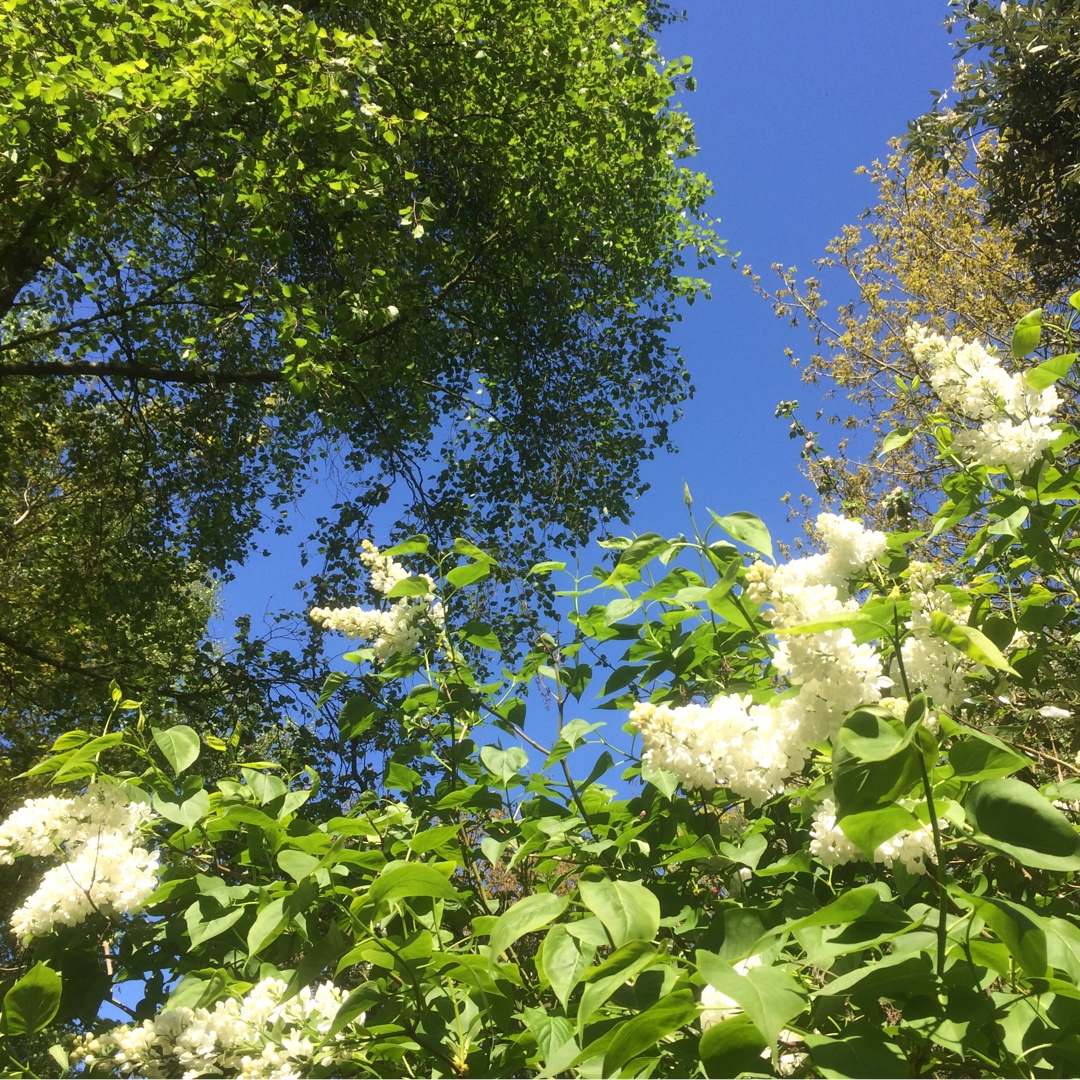 Syringa vulgaris Avalanche in the GardenTags plant encyclopedia Lilac Avalanche in the GardenTags plant encyclopedia