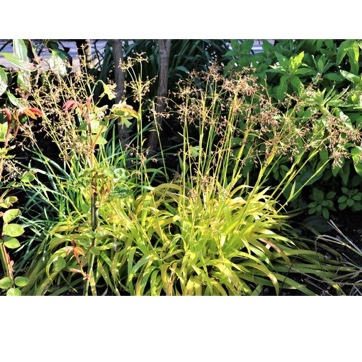 Luzula Sylvatica Aurea Solar Flare in the GardenTags plant encyclopedia Golden Ornamental Grass in the GardenTags plant encyclopedia