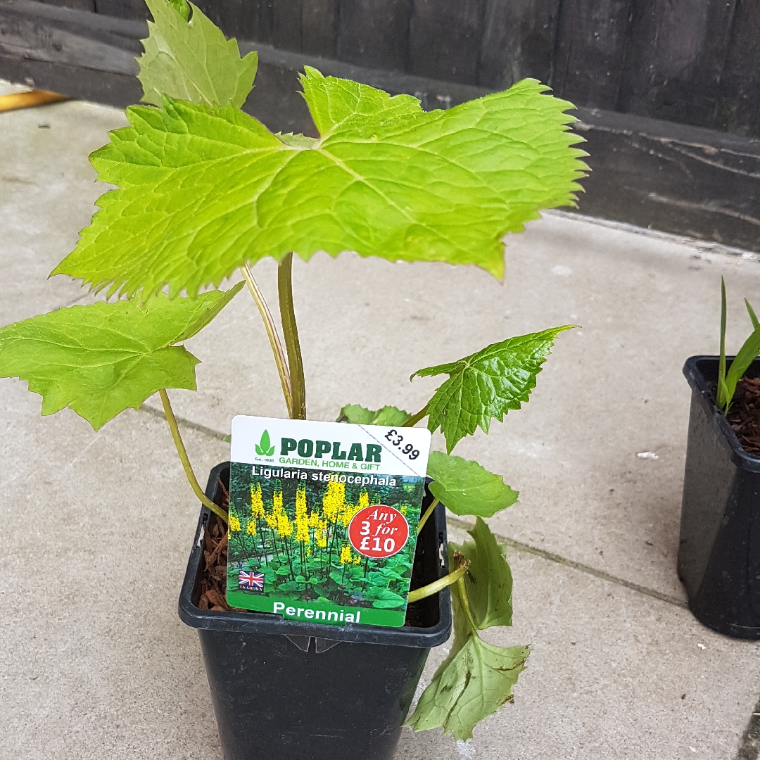Narrow-headed Leopard Plant in the GardenTags plant encyclopedia