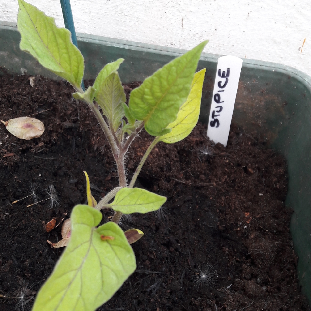 Solanum Lycopersicum Stupice in the GardenTags plant encyclopedia Tomato Stupice in the GardenTags plant encyclopedia
