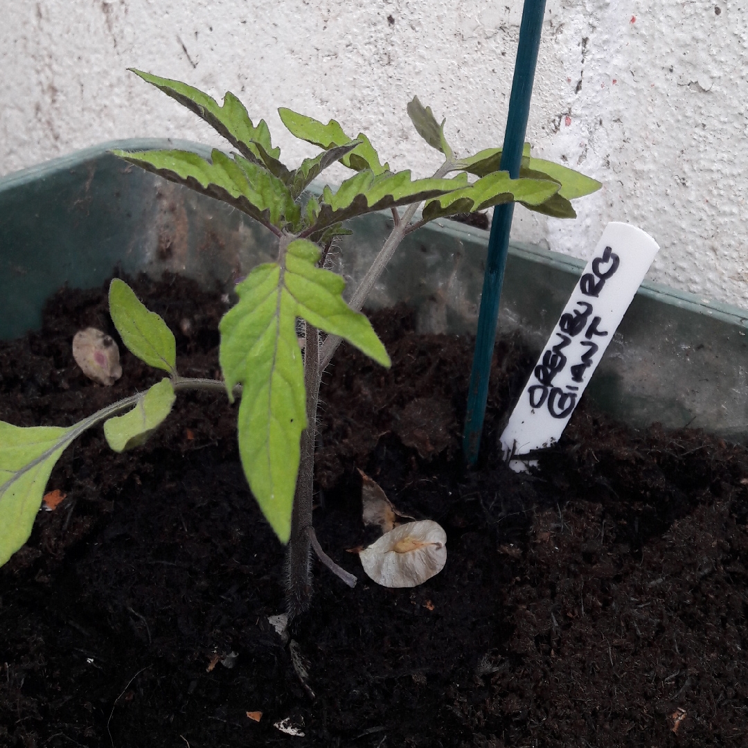 Solanum Lycopersicum Orenburg Giant in the GardenTags plant encyclopedia Tomato Orenburg Giant (Beefsteak Tomato) in the GardenTags plant encyclopedia