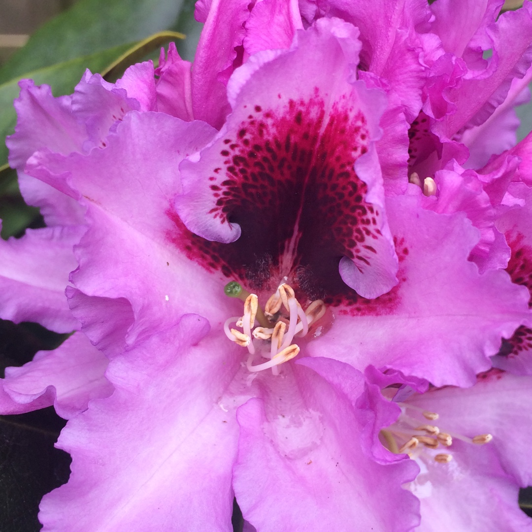 Rhododendron Hybrid Kabarett in the GardenTags plant encyclopedia Rhododendron Kabarett in the GardenTags plant encyclopedia