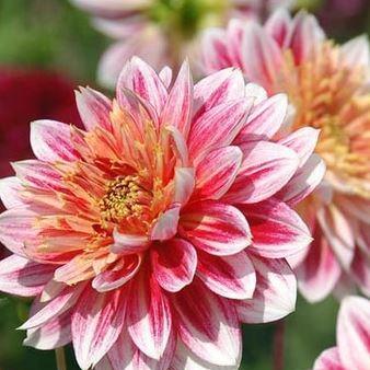 Dahlia Garden Show in the GardenTags plant encyclopedia Dahlia Garden Show in the GardenTags plant encyclopedia