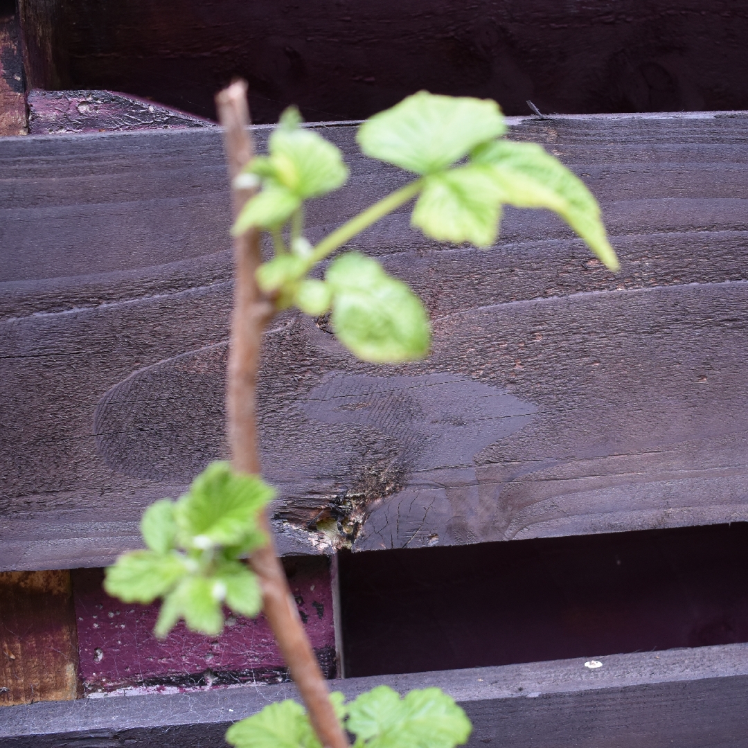 Rubus Idaeus Glen Clova in the GardenTags plant encyclopedia Raspberry Glen Clova in the GardenTags plant encyclopedia