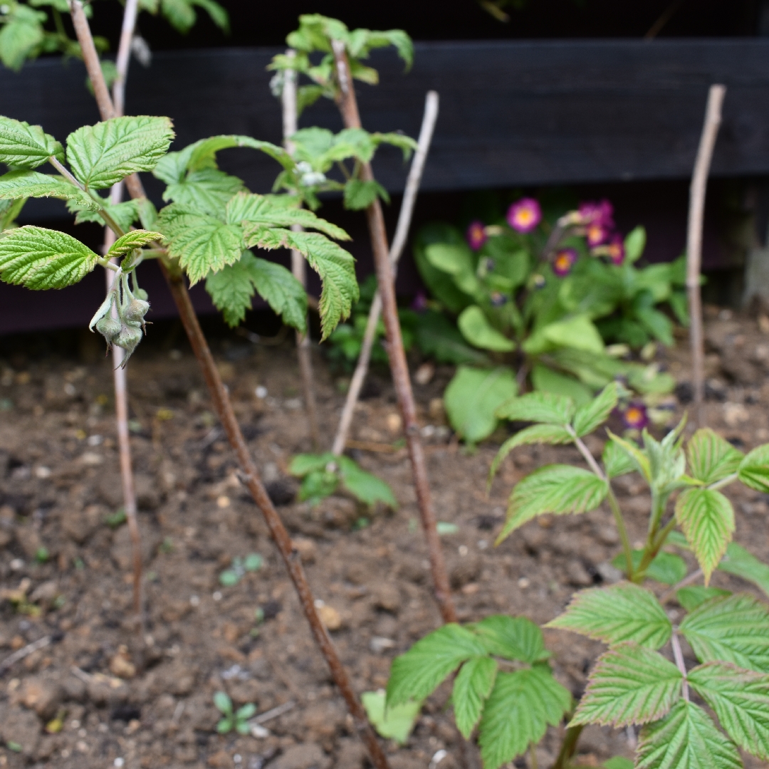 Rubus idaeus Tulameen in the GardenTags plant encyclopedia Raspberry Tulameen in the GardenTags plant encyclopedia