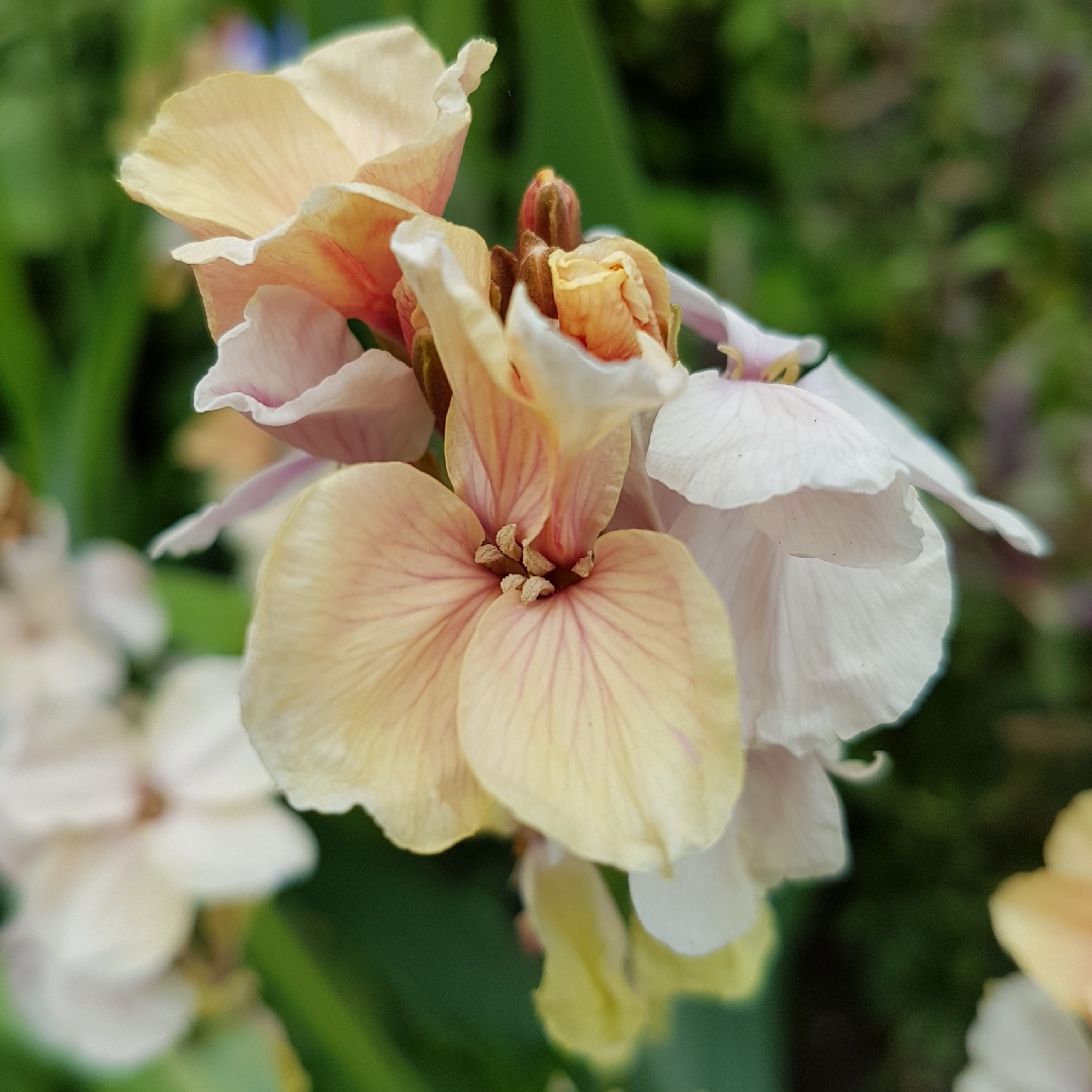 Erysimum cheiri &amp;#39;Sunset Apricot&amp;#39;, Wallflower cheiri &amp;#39;Sunset Apricot&amp;#39; in ...