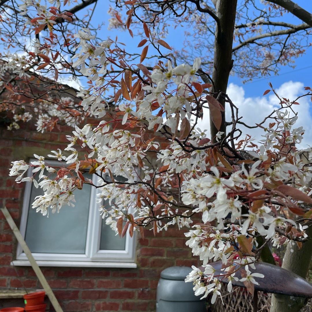 Amelanchier arborea in the GardenTags plant encyclopedia Downy Serviceberry in the GardenTags plant encyclopedia