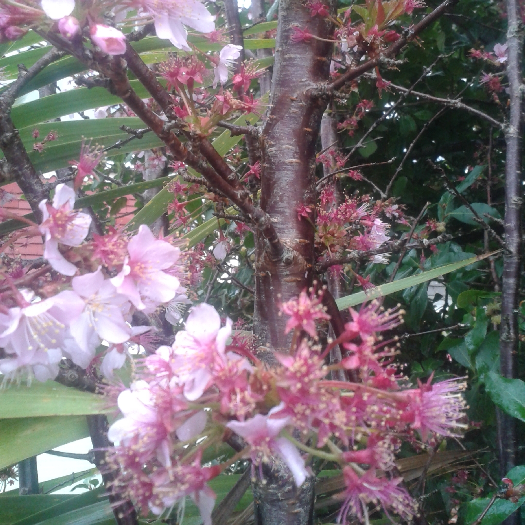 Prunus sargentii in the GardenTags plant encyclopedia Sargents Cherry in the GardenTags plant encyclopedia