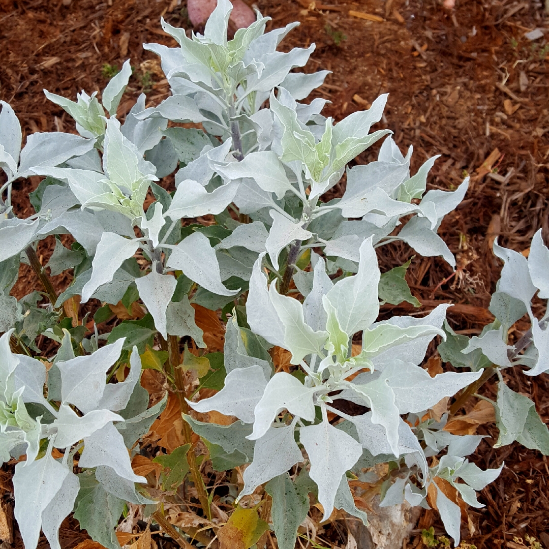 Salvia vaseyi in the GardenTags plant encyclopedia Vaseys Sage in the GardenTags plant encyclopedia