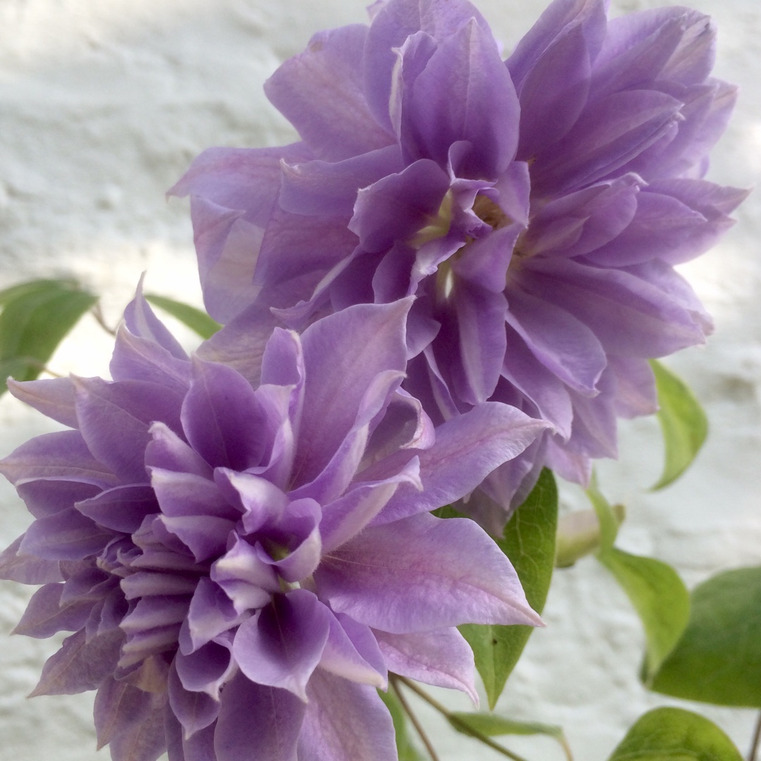 Clematis Dennys Double in the GardenTags plant encyclopedia Clematis Dennys Double in the GardenTags plant encyclopedia