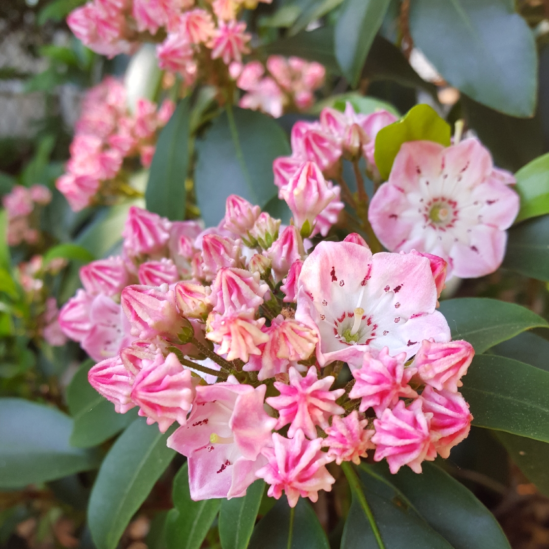 Kalmia latifolia Pinwheel in the GardenTags plant encyclopedia Mountain Laurel Pinwheel in the GardenTags plant encyclopedia