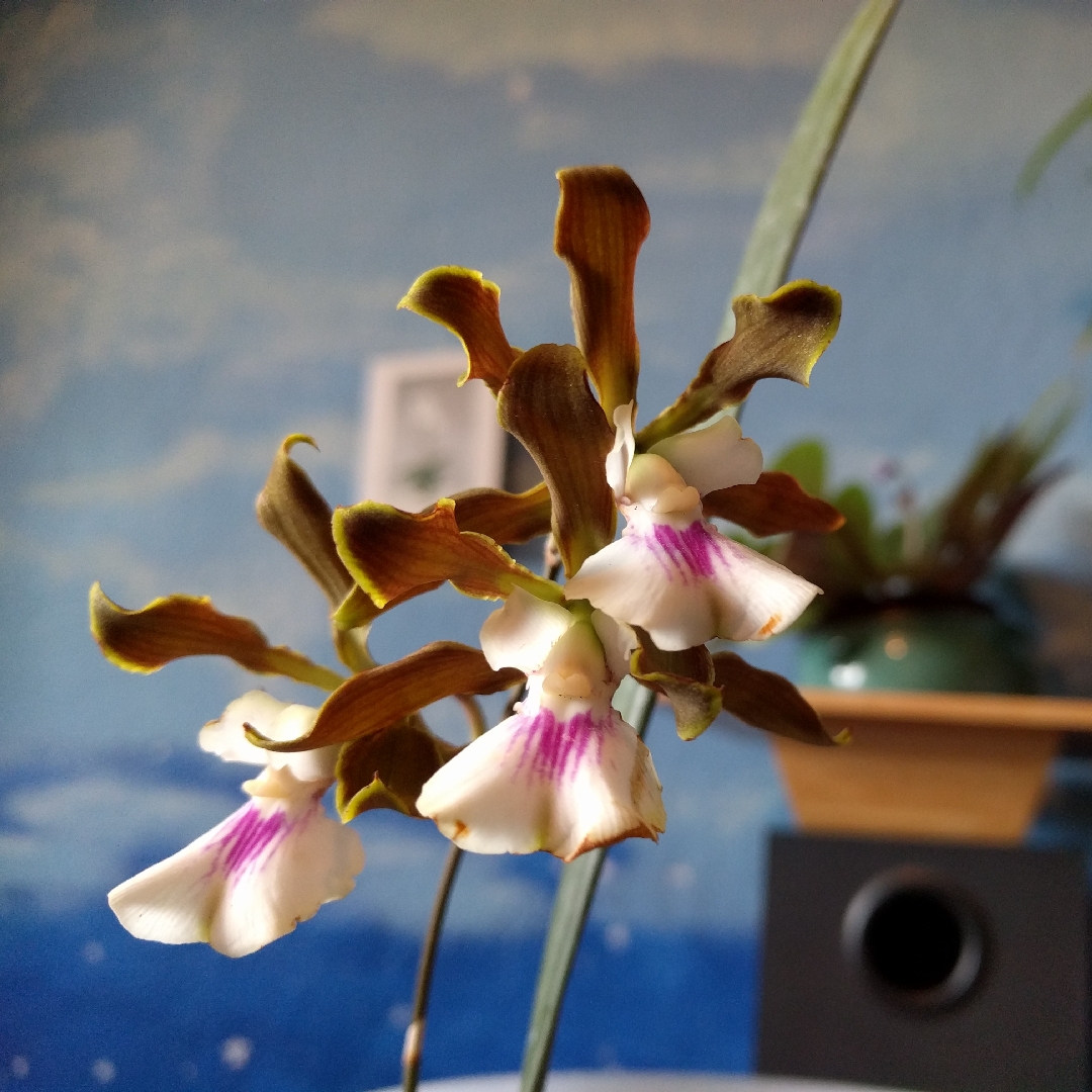 Encyclia Randii syn. Epidendrum atropurpureum var randii. in the GardenTags plant encyclopedia Encyclia in the GardenTags plant encyclopedia