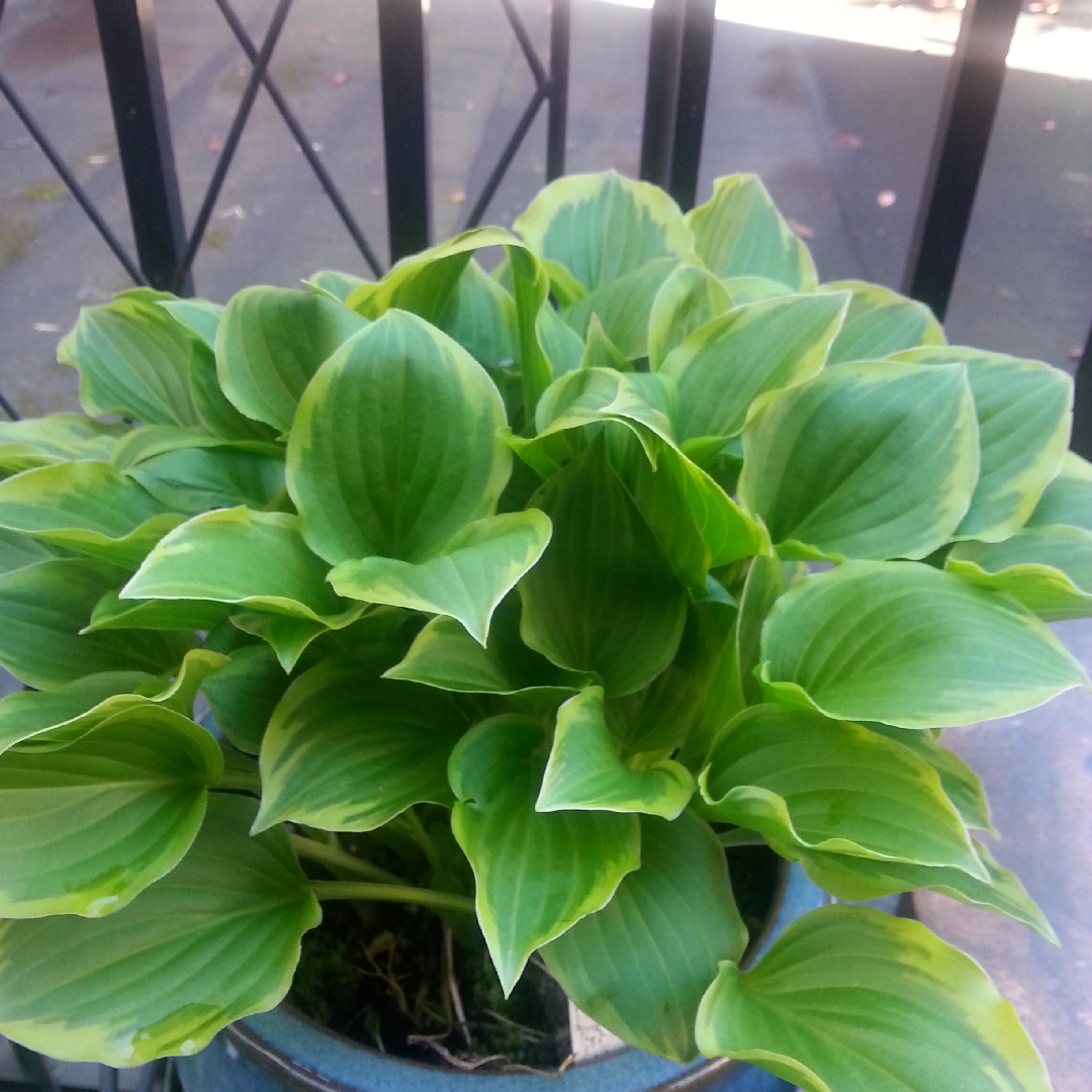 Hosta Lakeside Cupcake in the GardenTags plant encyclopedia Plantain Lily Lakeside Cupcake in the GardenTags plant encyclopedia