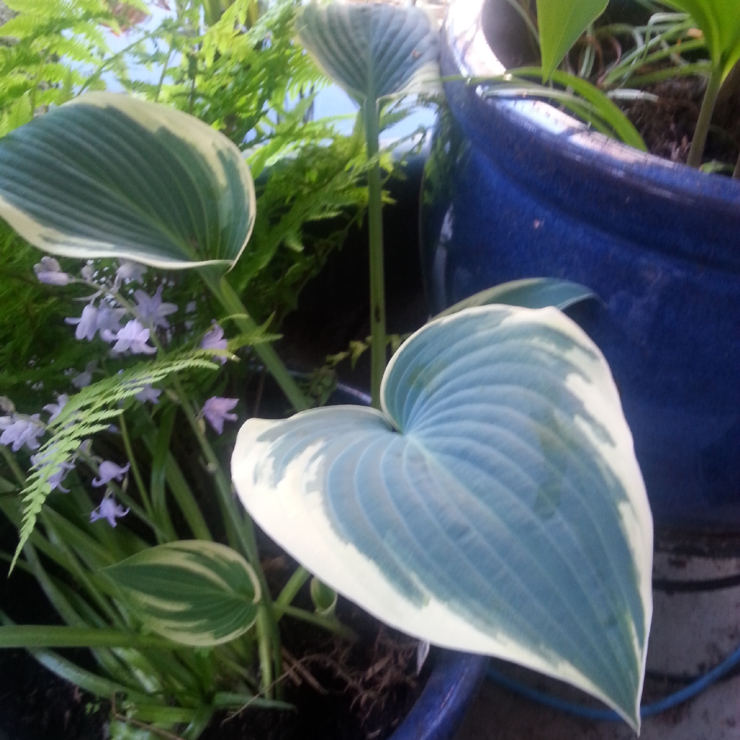 Hosta (Tardiana Group) El Nino in the GardenTags plant encyclopedia Plantain Lily El Nino in the GardenTags plant encyclopedia
